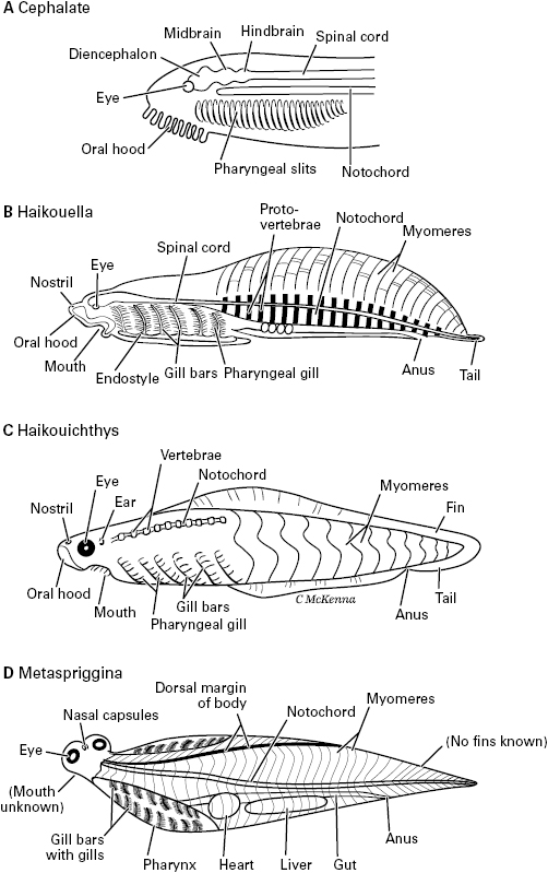 10714_005_fig_0008.jpg