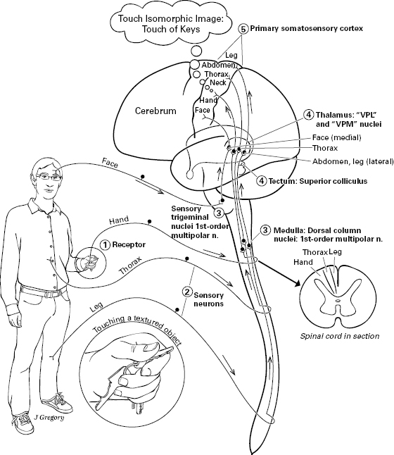 10714_005_fig_0010.jpg