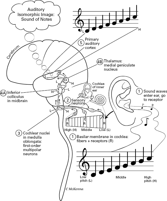 10714_005_fig_0011.jpg