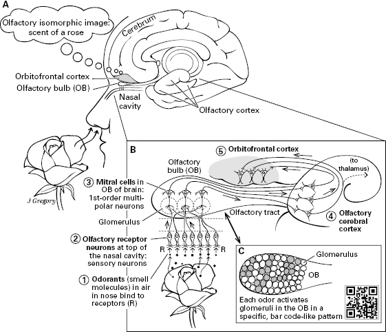 10714_005_fig_0012.jpg