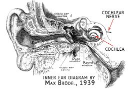 ear_diagram_max_brodel.psd