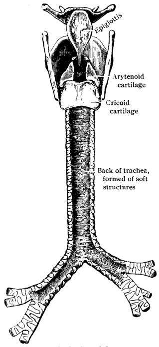 Fig. 9 back