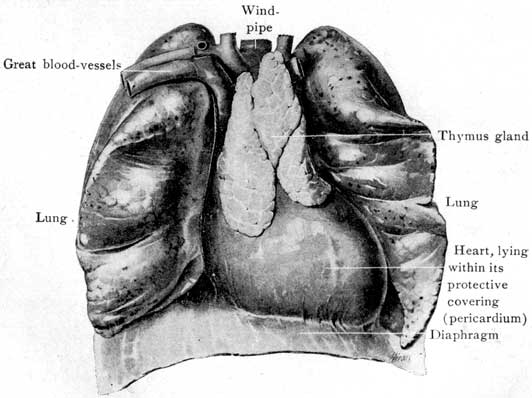 Fig. 11