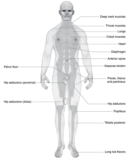 Figure 5.1b Deep front muscle-tendon regions.