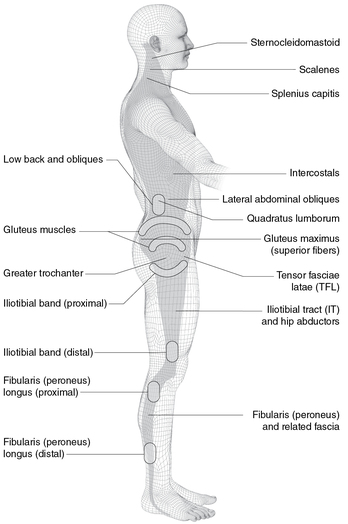 Figure 5.1d Lateral muscle-tendon regions.