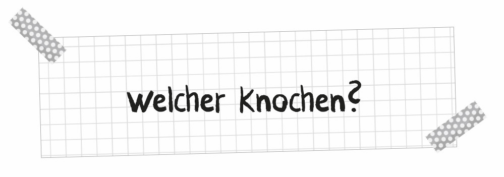 Welcher Knochen?