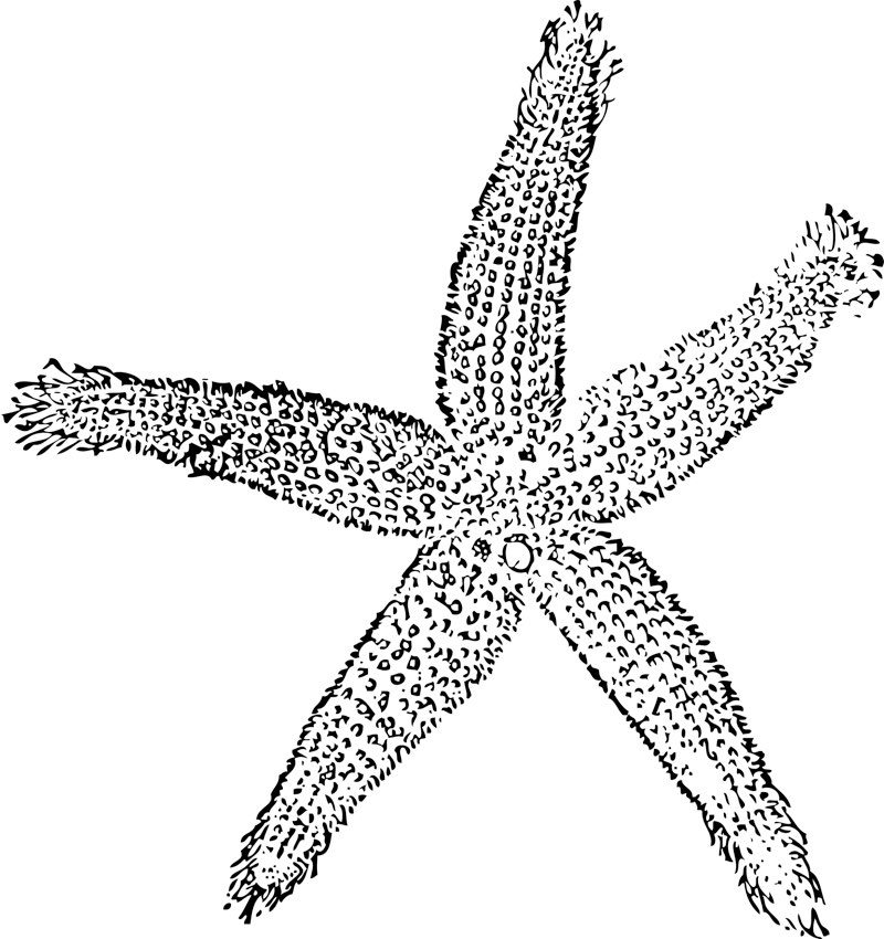 Starfish