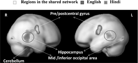 Figure 17.2 Shared reading network (yellow) for reading English (in red) and Hindi (in green), which consisted of bilateral precentral and postcentral regions, visual cortices, the hippocampus and the cerebellum. Circled in red are clusters activated in the bilateral hippocampus during reading.