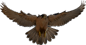 falcon