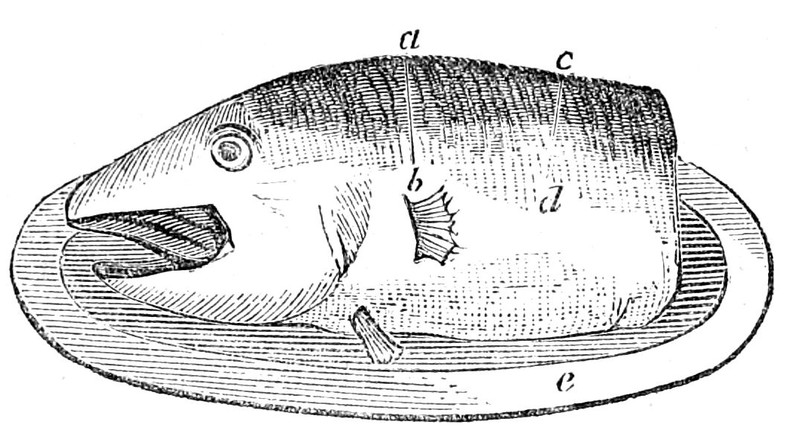 Cod's Head