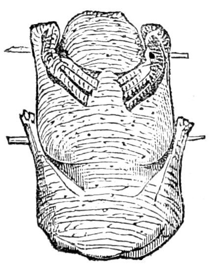 Back of Duck