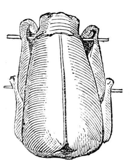 Breast of Duck