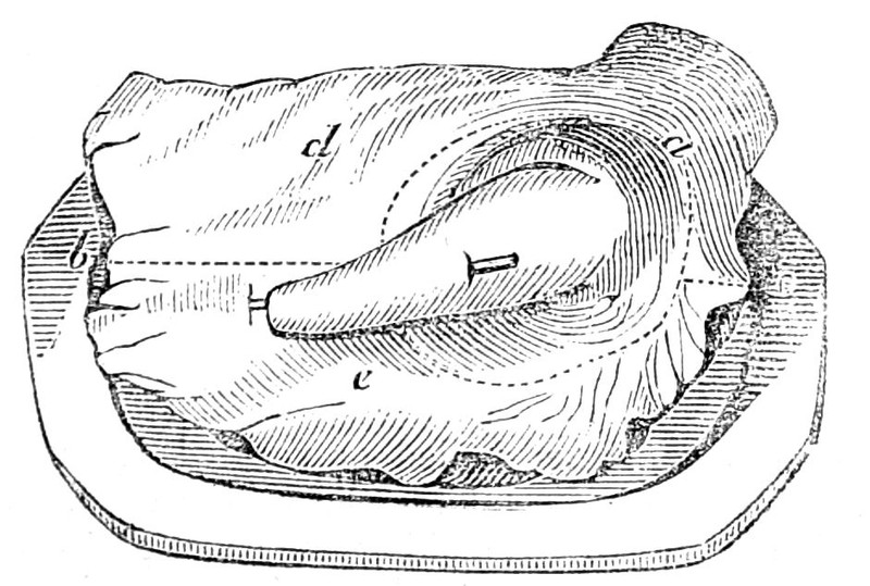 Fore Quarter of Lamb