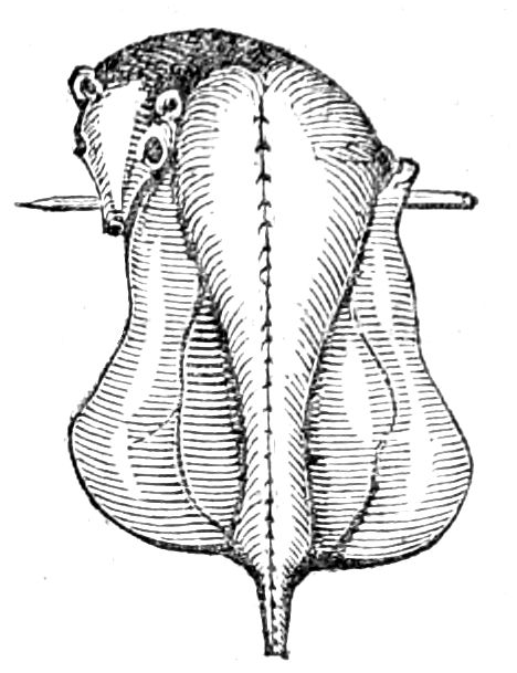 Rabbit, for Boiling