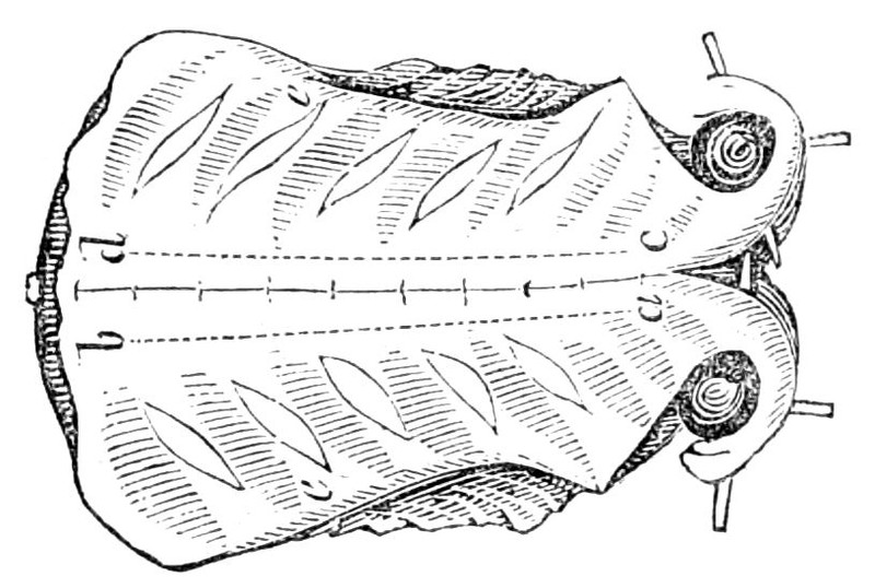 Saddle of Mutton