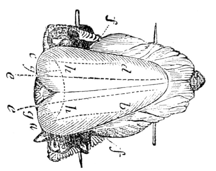 Turkey or Fowl for Boiling