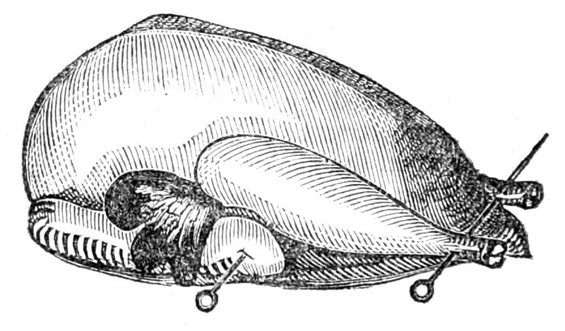 Turkey, for Roasting