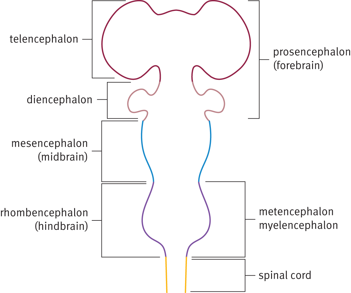 3 divisions: prosencephalon (forebrain), mesencephalon (midbrain), rhombencephalon (hindbrain); 5 divisions: telencephalon, diencephalon, mesencephalon, metencephalon, myelencephalon