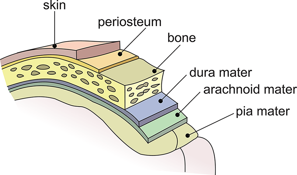 from exterior to interior: skin, periosteum, bone, dura mater, arachnoid mater, pia mater