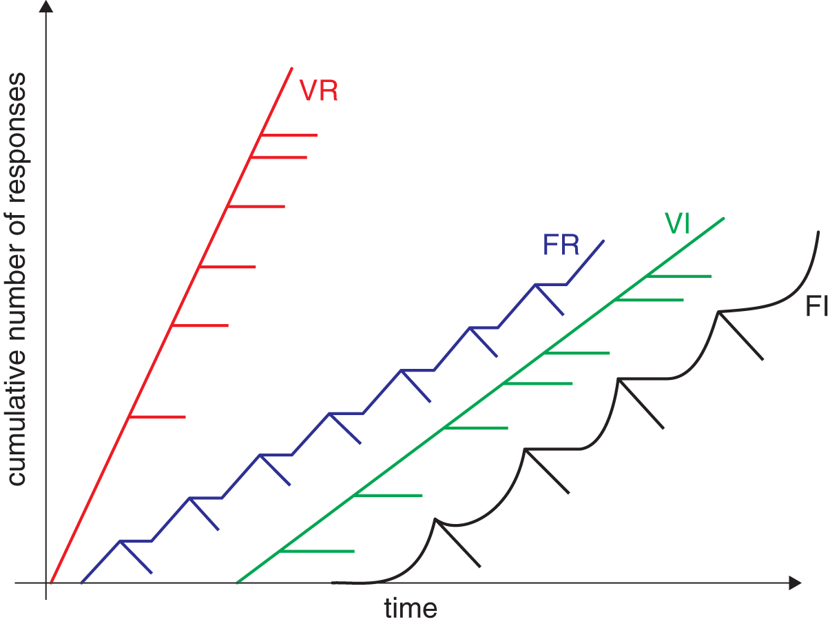 cumulative number of responses vs. time; VR is steepest; other schedules roughly same slope but FR and FI have wave-like pattern with increased slope at the end of each ratio or interval