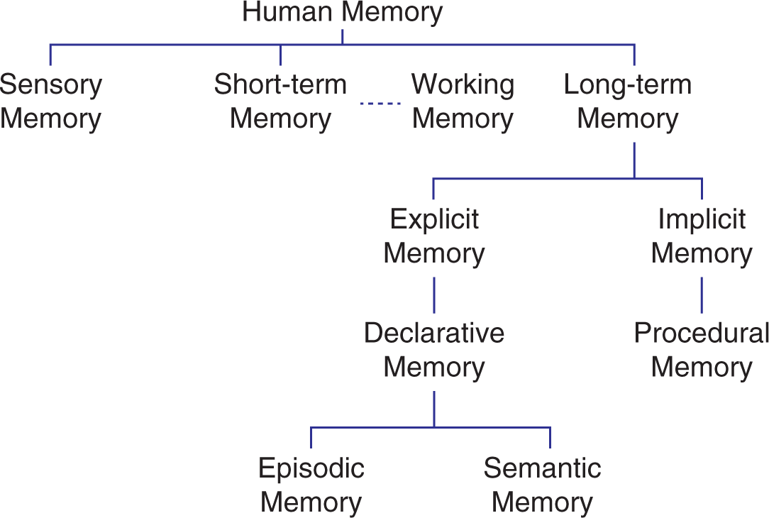 types of memory categorized into branches