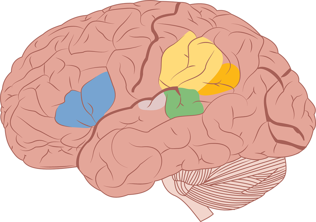 brain areas associated with language