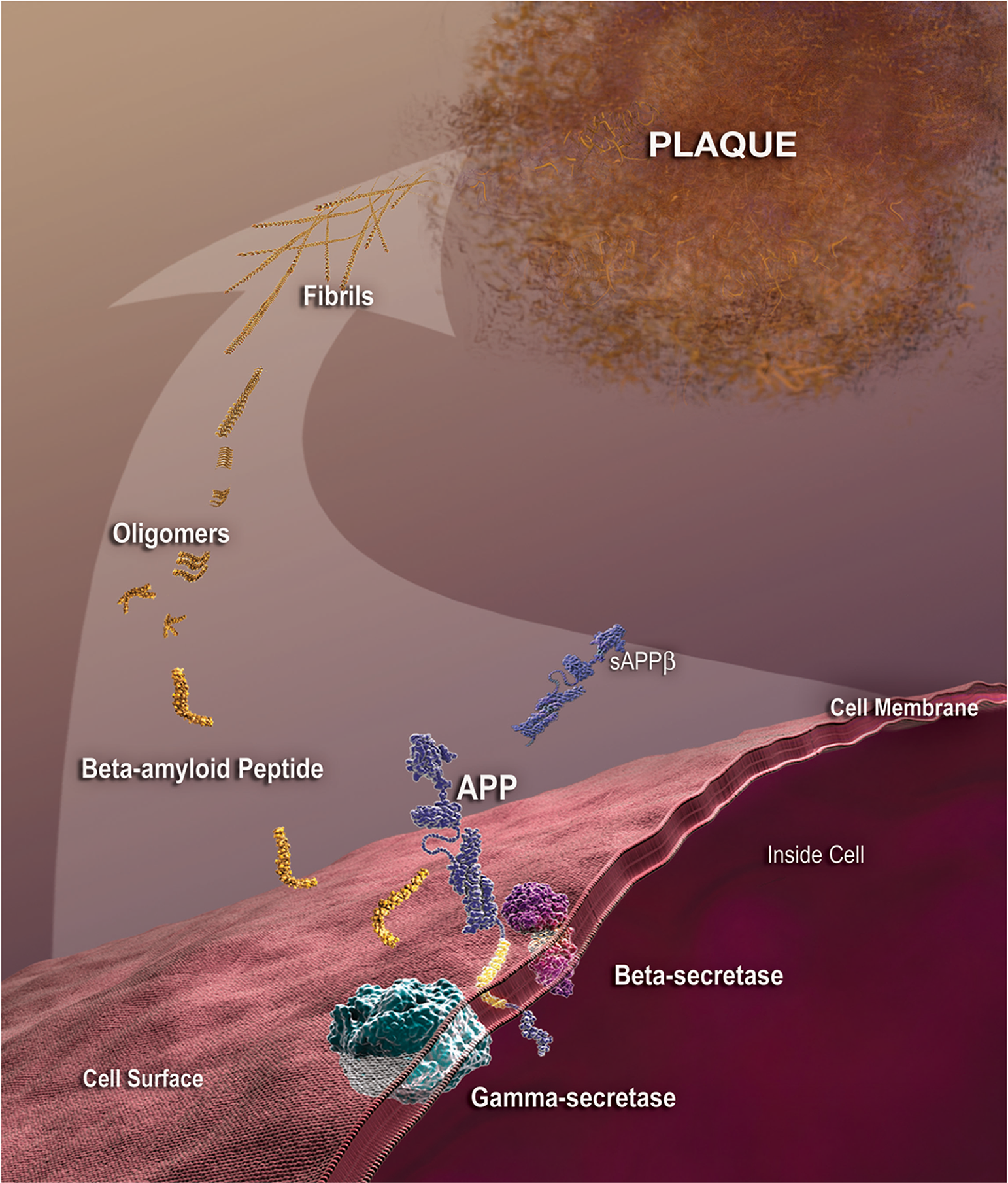 amyloid precursor protein given off as beta-amyloid peptide, which forms oligomers, fibrils, and plaques