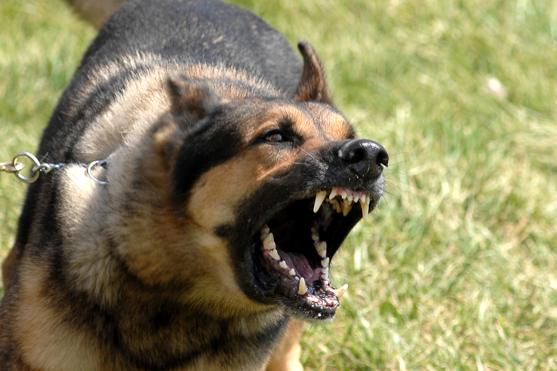 dog baring teeth and holding treat