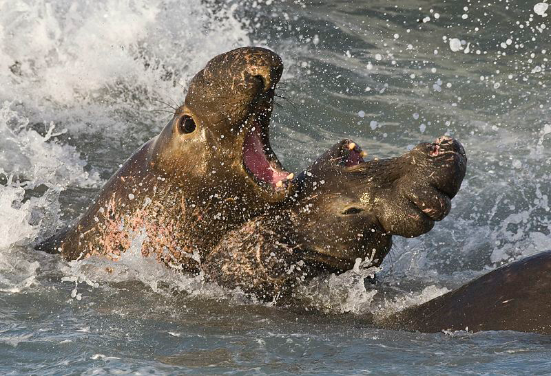 one seal barking at another