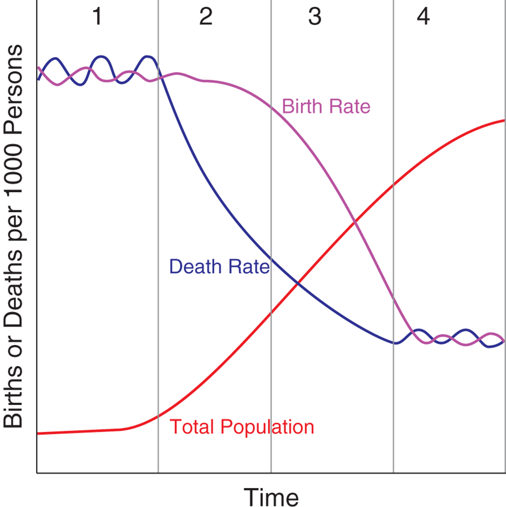 1: high birth and death rate, low population; 2: death rate drops, population increases; 3: birth rate drops, population continues increasing at slower rate; 4: low birth and death rates, large population