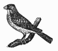 Illustration of a bird.