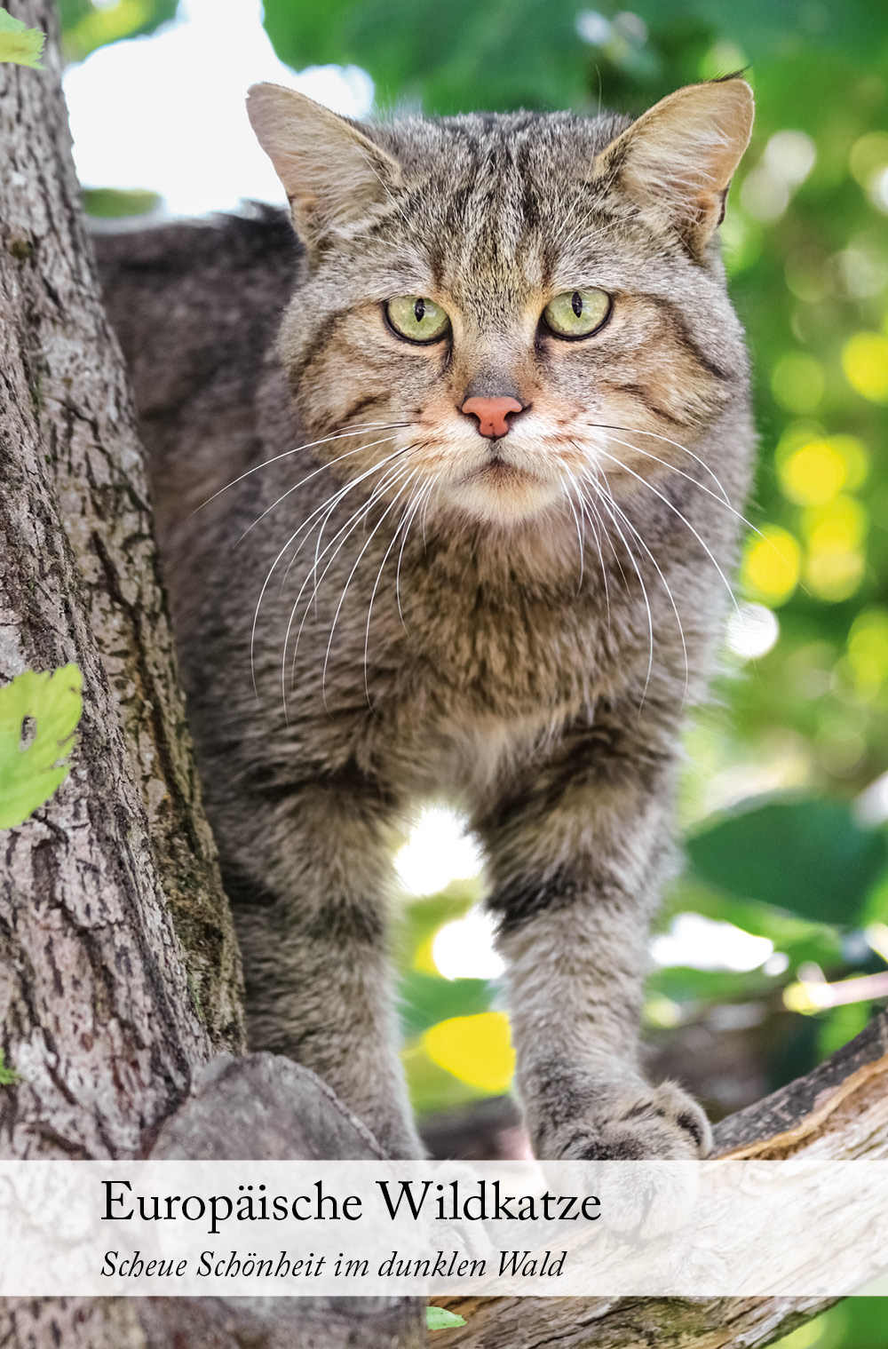 Europäische Wildkatze