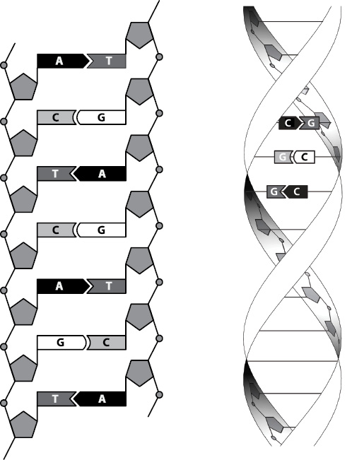 018-DNA_fmt.jpeg