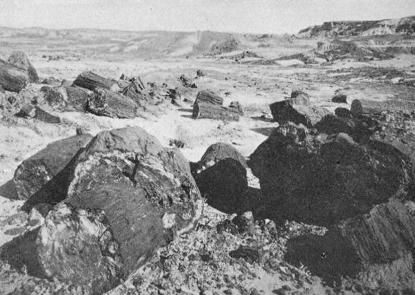 In the Heart of the Petrified Forest