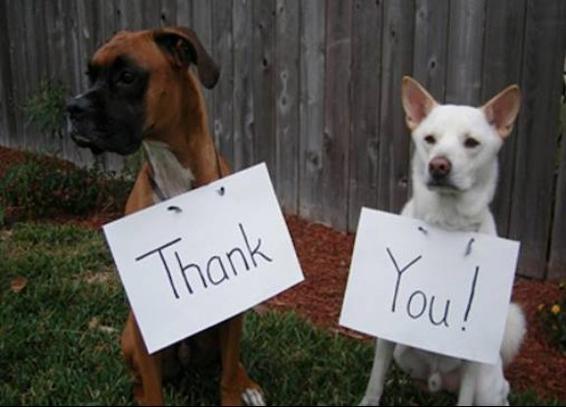 Description: thank-you-dogs