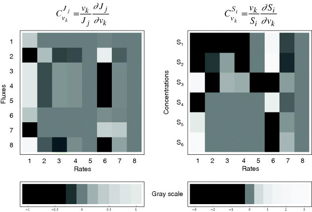 The grayscale on the left- and right-hand sides correspond to the flux and concentration control coefficients for a model of the upper glycolysis. Grayscales express the values of the coefficients (dark gray to black – negative, light gray to white – positive).