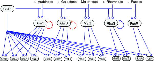 Schematic diagram illustrating transcriptional regulation of sugar utilization genes in E.coli bacteria. AraC, GalS, MalT, RhaS, FucR signal the availability of L-Arabinose, D-Galactose, Malotriose, L-Rhamnose, and L-Fucose. The transcription factors also control the corresponding pathway genes and all genes are also controlled by CRP.