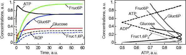 (a) A graphical representation where concentration is plotted on the y-axis on a scale of 0–1 and time on the x-axis on a scale of 0–60. Solid curves with colors: red, blue, green, and black are representing glucose, Gluc6P, Fruc6P, and ATP, respectively. The dashed curves with colors: blue and gray are representing (Fruc1, 6P2) and ADP, respectively. (b) A graphical representation where concentration is plotted on the y-axis on a scale of 0–1 and ATP on the x-axis on a scale of 0.5–0.9. Four curves with increasing intensity of gray color are representing (Fruc1, 6P2), Fruc6P, Gluc6P, and Glucose, respectively. The bottom and the top part of dashed curve are representing ADP, ATP, respectively.