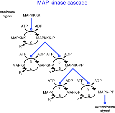 A schematic representation of the MAP kinase cascade where an upstream signal, often by a further kinase called MAP kinase kinase kinase kinase, causes phosphorylation of the MAPKKK. The phosphorylated MAPKKK in turn phosphorylates the protein at the next level. Dephosphorylation is assumed to occur continuously by phosphatases or autodephosphorylation.