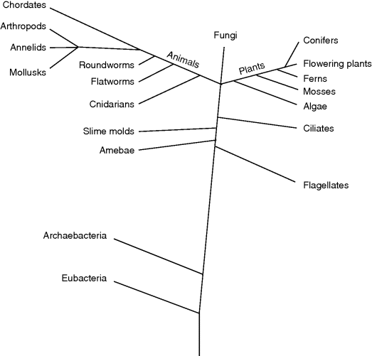 The figure of the tree of life depicting phylogenetic relations between some major groups of organism. These groups are: animals, fungi, and plants.