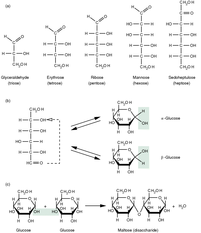 (a) The figure depicting five examples (glyceraldehyde, erythrose, ribose, mannose, sedoheptulose) of carbohydrates with a backbone of three to seven carbon atoms. (b) The figure depicting the reaction where glucose, with more than four carbons in their backbone, forms a circular structure by an intramolecular condensation reaction that can occur in two different conformations. (c) The figure depicting the reaction where two glucose monomers form maltose (disaccharides) or even larger linear or branched molecules called oligomers or polymers depending on the number of monomers involved.