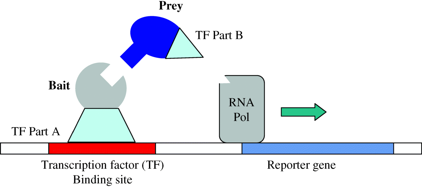 The figure depicting the yeast two-hybrid system that identifies protein–protein interactions. The genes of the bait and prey proteins are fused to parts of a yeast transcription factor (Part B). If bait and prey interact, the different parts of the transcription factor come close enough to activate the expression of a reporter gene.