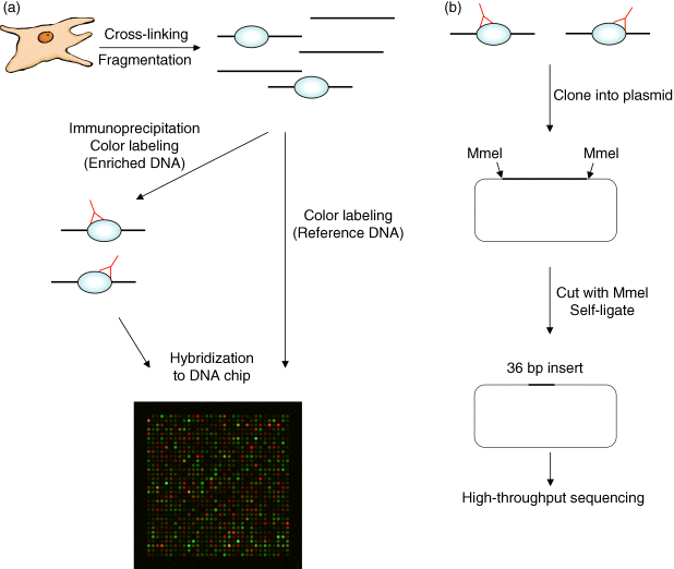 (a) The figure depicting ChIP-on-Chip, a high-throughput technique, where DNA protein complexes are immunoprecipitated followed by fluorescent labeling of the DNA and hybridization to a DNA microarray after formaldehyde cross-linking. (b) The figure depicting ChIP-PET that searches for DNA binding sites, but uses a high throughput sequencing method to identify precipitated DNA sequences.