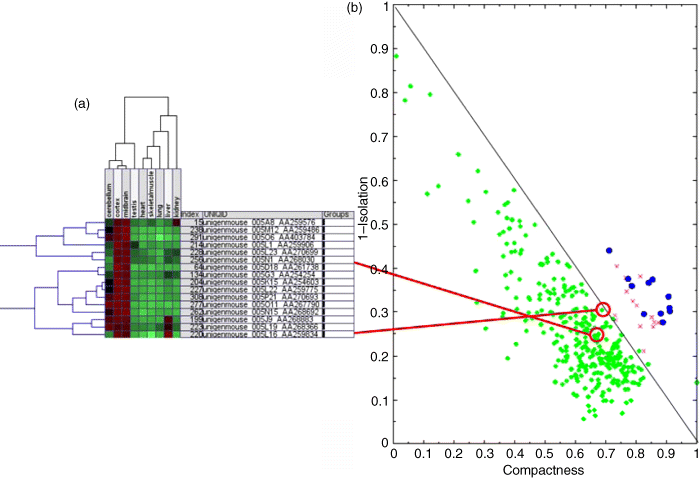 (a) The figure depicting cluster of cDNA sequences that have a tissue-specific expression in brain. In this study, nine different tissues have been compared in the mouse using a whole-genome approach. Genes in that specific cluster denote a high expression in three brain regions (cortex, cerebellum, and midbrain). (b) A graphical representation where isolation is plotted on y-axis on a scale of 0–1 and compactness on the x-axis on a scale of 0–1. Crosses represent the brain-specific cDNAs, and circles represent another cluster of liver-specific sequences. Green diamonds represent random assignments of compactness and isolation.