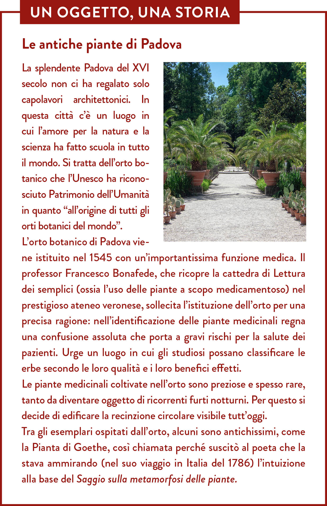 Box Un oggetto una storia. Titolo: Le antiche piante di Padova. La splendente Padova del XVI secolo non ci ha regalato solo capolavori architettonici. In questa città c’è un luogo in cui l’amore per la natura e la scienza ha fatto scuola in tutto il mondo. Si tratta dell’orto botanico che l’Unesco ha riconosciuto Patrimonio dell’Umanità in quanto “all’origine di tutti gli orti botanici del mondo”.  L’orto botanico di Padova viene istituito nel 1545 con un’importantissima funzione medica. Il professor Francesco Bonafede, che ricopre la cattedra di Lettura dei semplici (ossia l’uso delle piante a scopo medicamentoso) nel prestigioso ateneo veronese, sollecita l’istituzione dell’orto per una precisa ragione: nell’identificazione delle piante medicinali regna una confusione assoluta che porta a gravi rischi per la salute dei pazienti. Urge un luogo in cui gli studiosi possano classificare le erbe secondo le loro qualità e i loro benefici effetti.  Le piante medicinali coltivate nell’orto sono preziose e spesso rare, tanto da diventare oggetto di ricorrenti furti notturni. Per questo si decide di edificare la recinzione circolare visibile tutt’oggi.  Tra gli esemplari ospitati dall’orto, alcuni sono antichissimi, come la Pianta di Goethe, così chiamata perché suscitò al poeta che la stava ammirando (nel suo viaggio in Italia del 1786) l’intuizione alla base del Saggio sulla metamorfosi delle piante. Nel box è contenuta l'immagine dell'Orto botanico di Padova. 