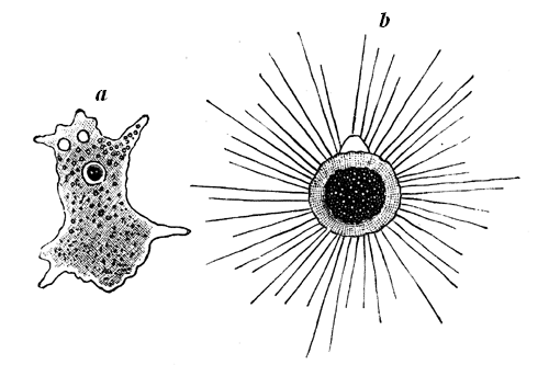 Amoeba, a fresh-water naked Rhizopod, etc.