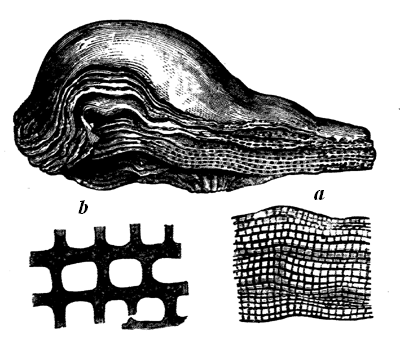 Stromatopora concentrica.