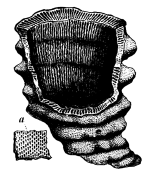 Archaeocyathus minganensis.