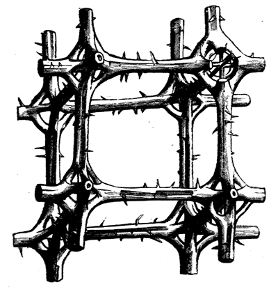 Portion of skeleton of Hexactinellid Sponge