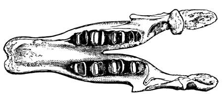 Lower Jaw of Megatherium.